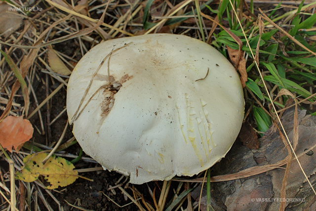 agaricus_xanthodermus_02.jpg