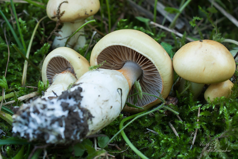 cortinarius045_2.jpg