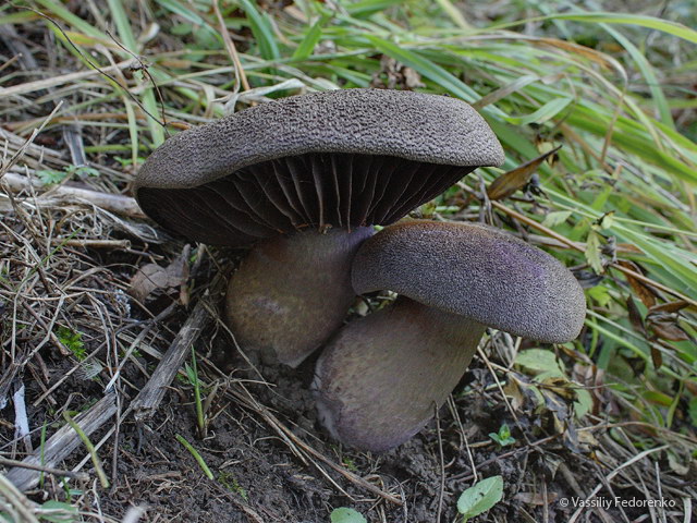 cortinarius_violaceus_1s.jpg