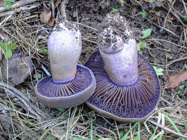 cortinarius_violaceus_2s.jpg