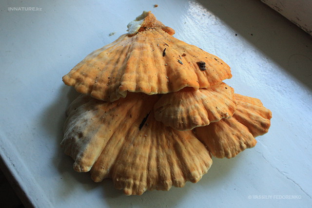 laetiporus_sulphureus_03.jpg