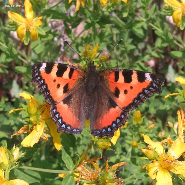 aglais_urticae_03.jpg