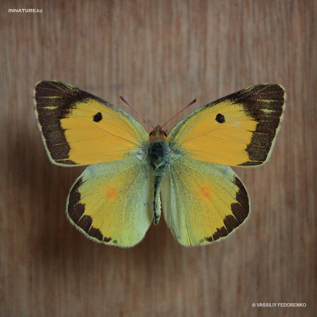 colias_crocea_02.jpg