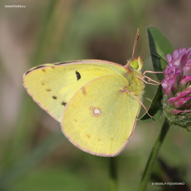 colias_erate_01.jpg