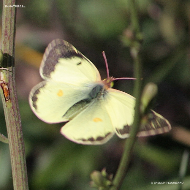 colias_erate_02.jpg