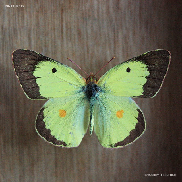 colias_erate_03.jpg