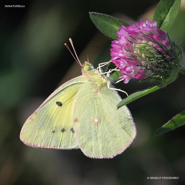 colias_hyale_03.jpg