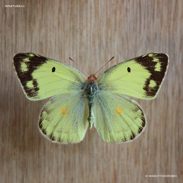 colias_hyale_04.jpg