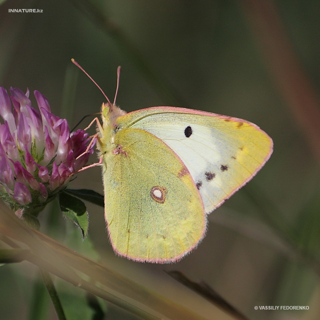 colias_hyale_05.jpg
