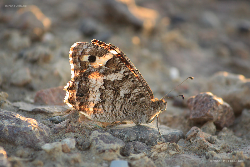lepidopteria_03_2.jpg