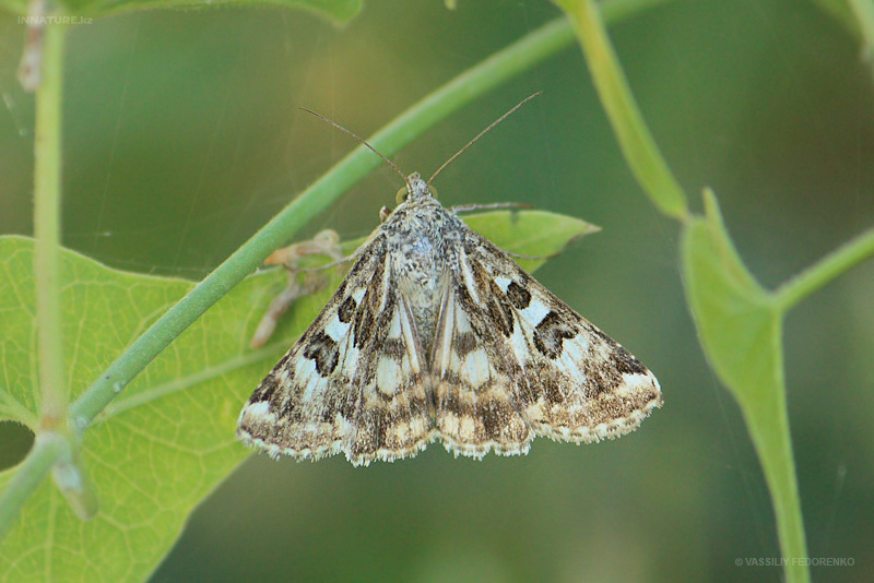 lepidopteria_04_1.jpg