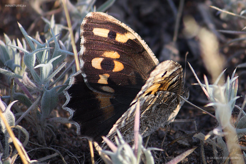 lepidopteria_05_2.jpg