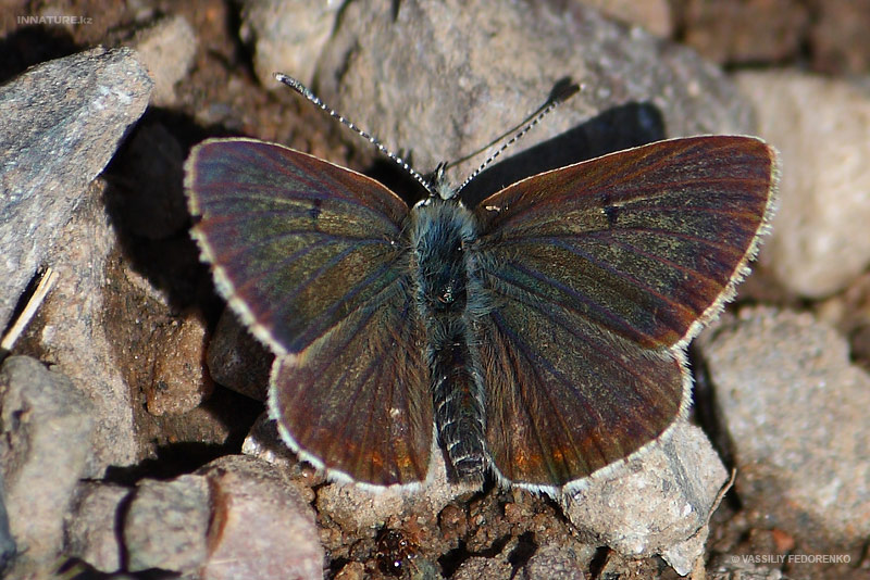 lepidopteria_07_12.jpg