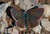 lepidopteria_07_12_t1.jpg
