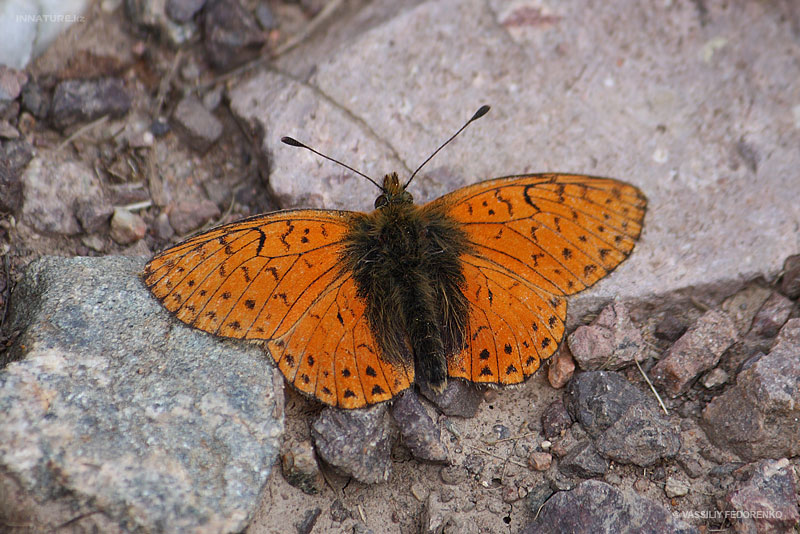 lepidopteria_07_15.jpg