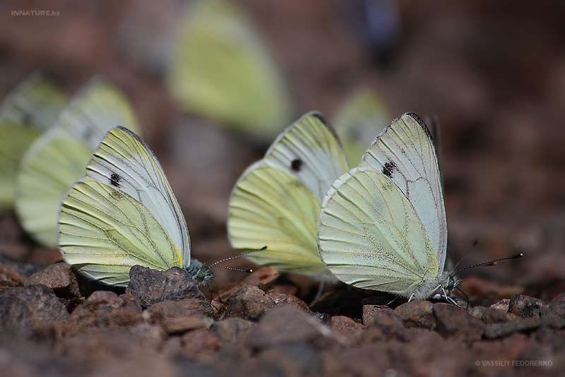 lepidopteria_07_3.jpg