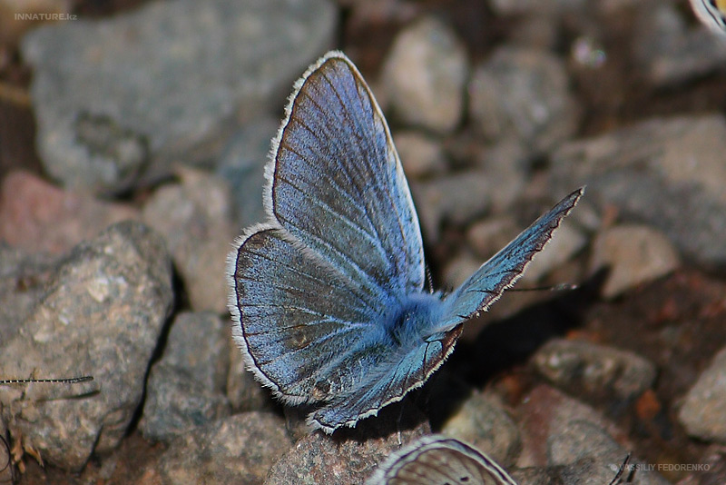 lepidopteria_07_4.jpg