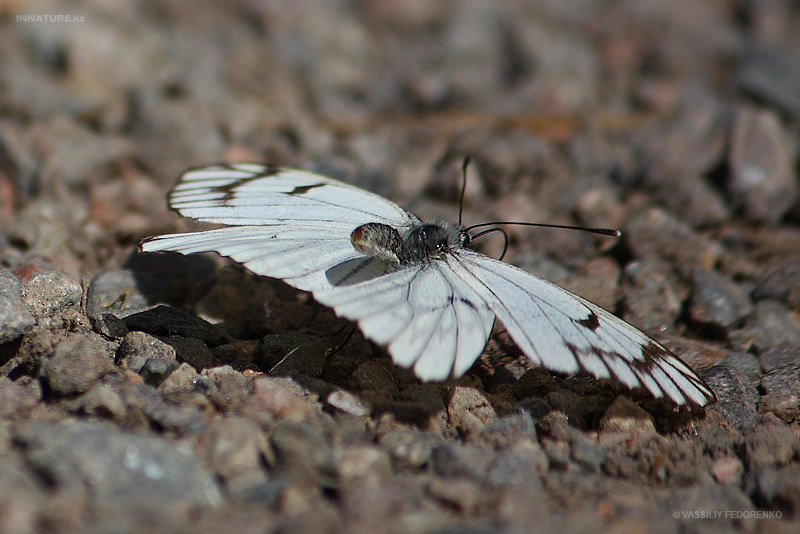 lepidopteria_07_5.jpg