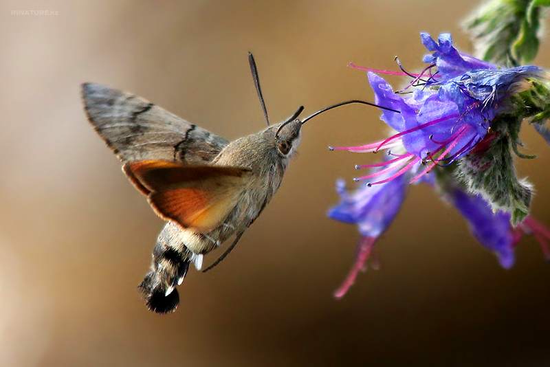 macroglossum-stellatarum_01.jpg
