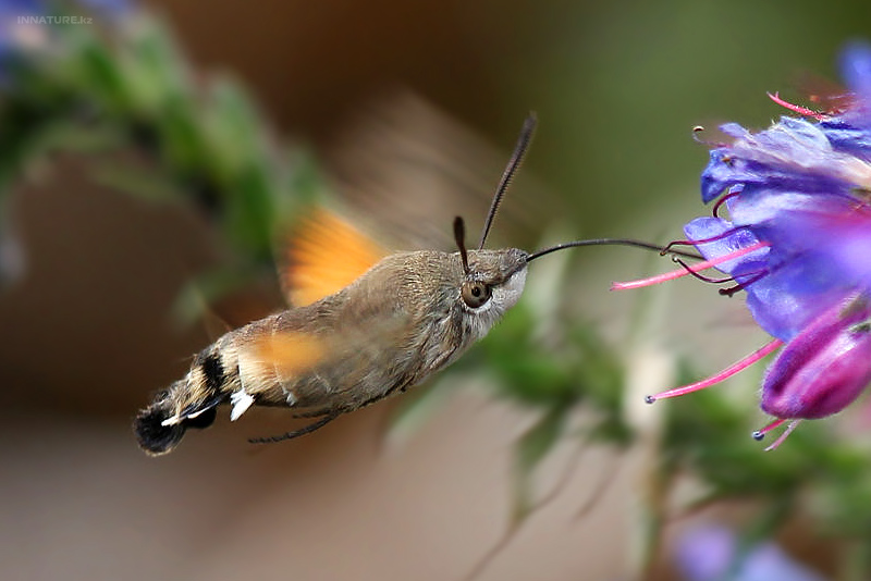 macroglossum-stellatarum_02.jpg