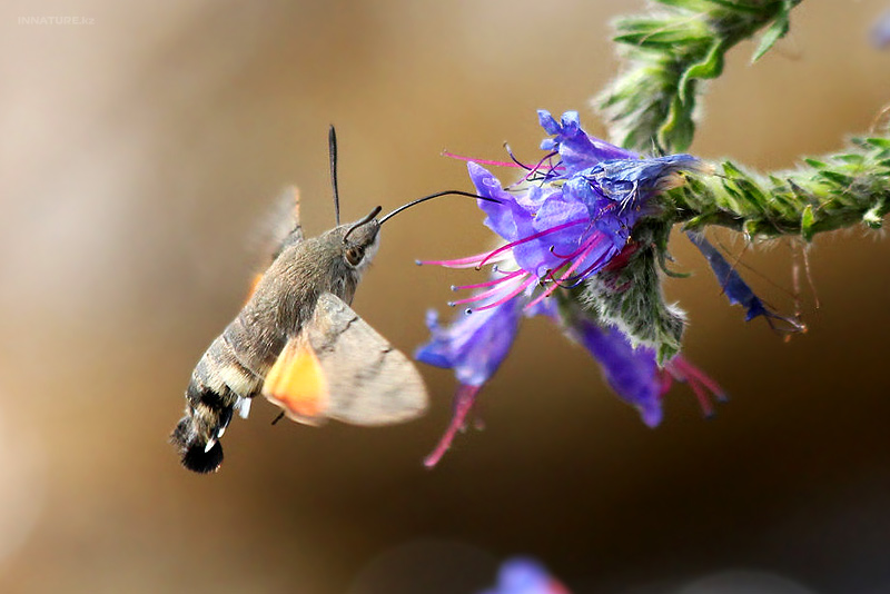 macroglossum-stellatarum_03.jpg