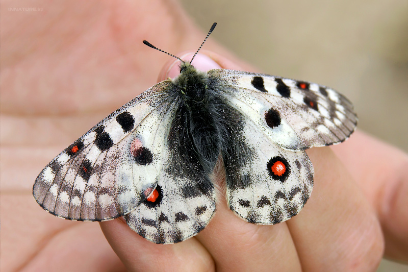 parnassius-actius.jpg