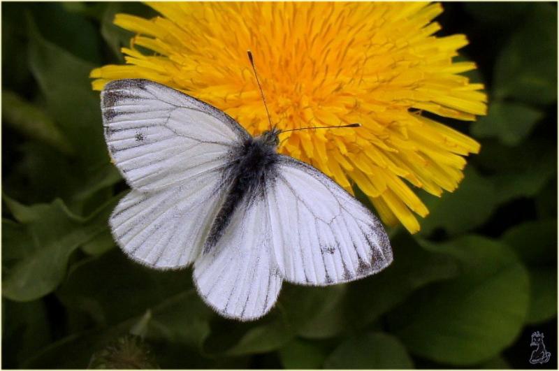 pieris_rapae.jpg