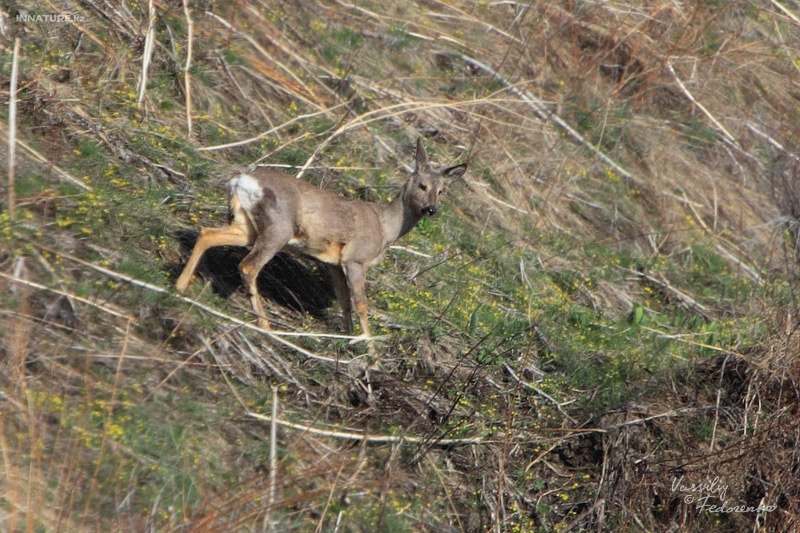capreolus-pygargus_01_1.jpg