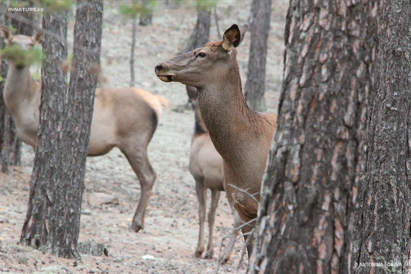 cervus-elaphus_02.jpg