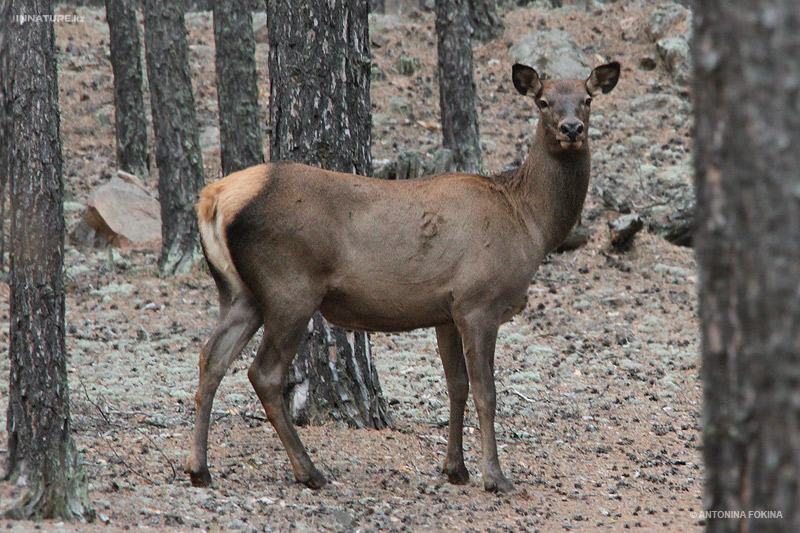 cervus-elaphus_03.jpg