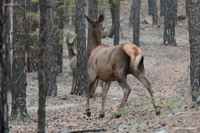 cervus-elaphus_04.jpg