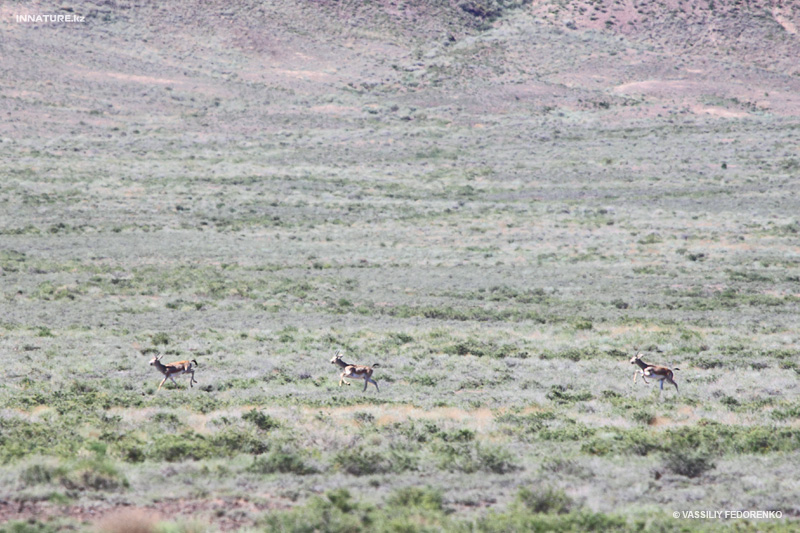 gazella-subgutturosa_02.jpg