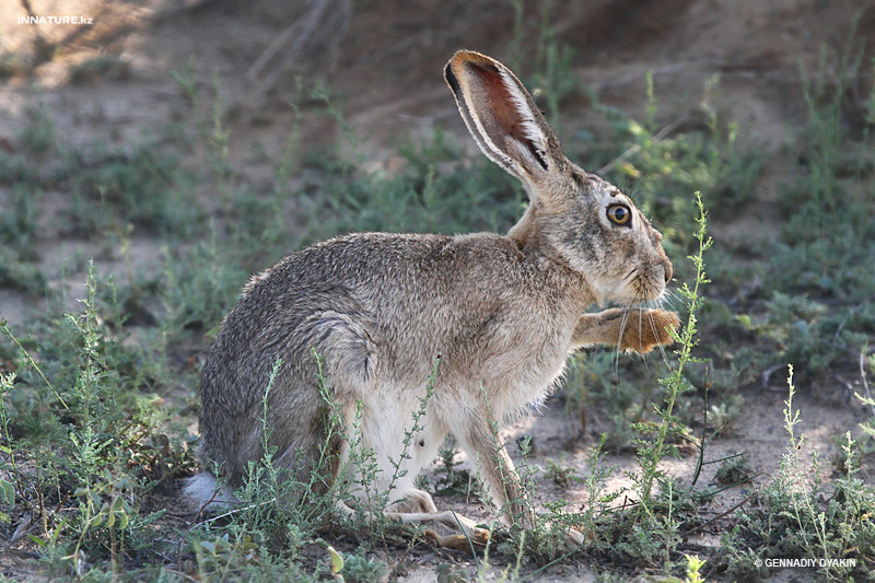 lepus-tolai_01.jpg