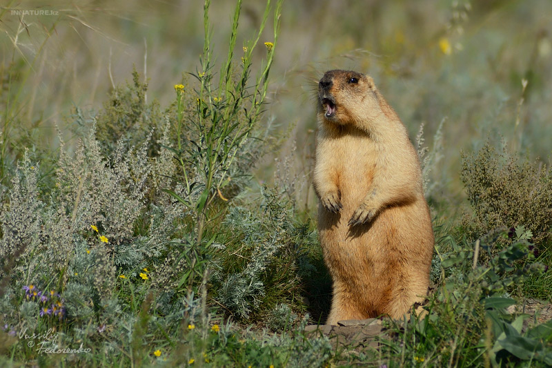 marmota-bobak_01.jpg