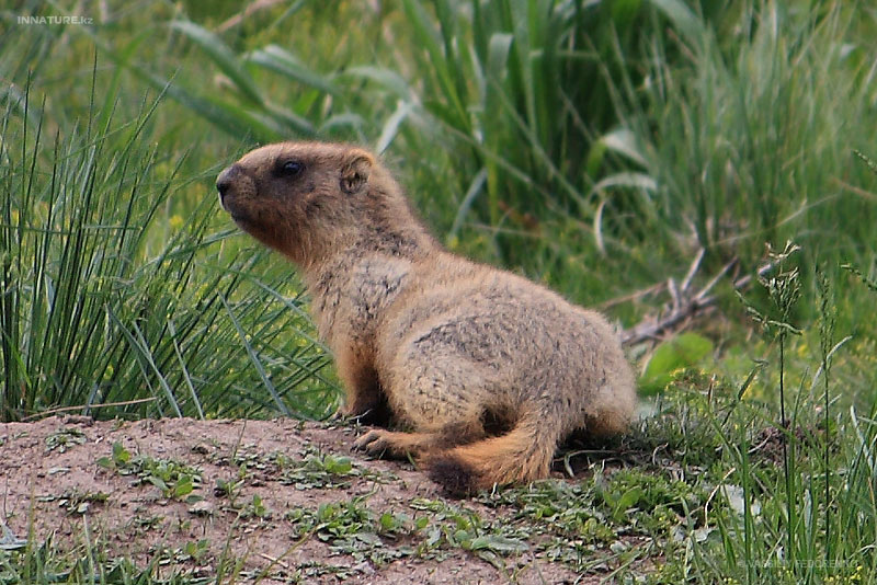 marmota_01.jpg