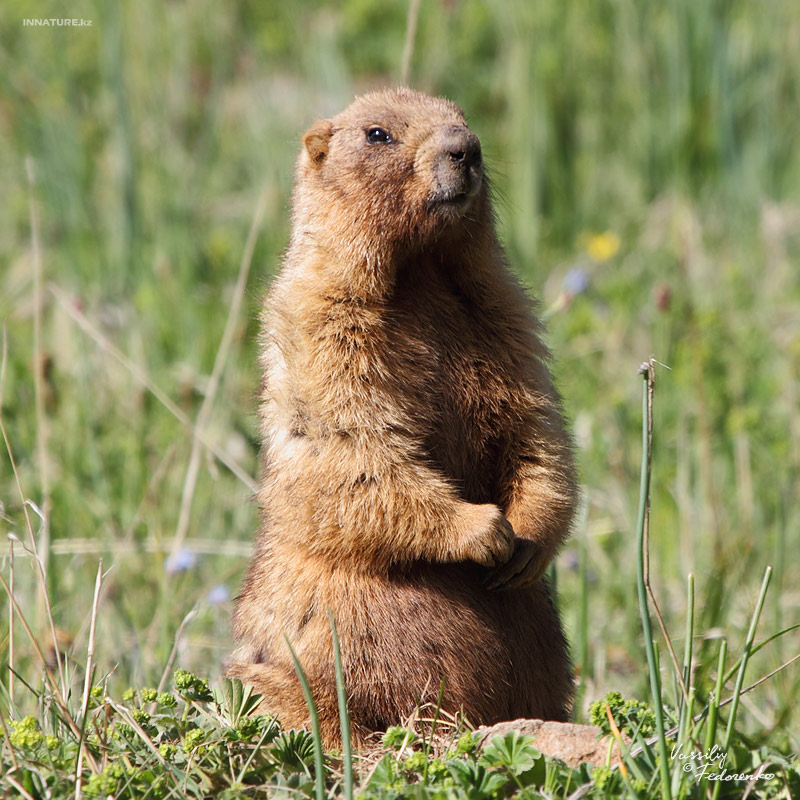 marmota_03.jpg