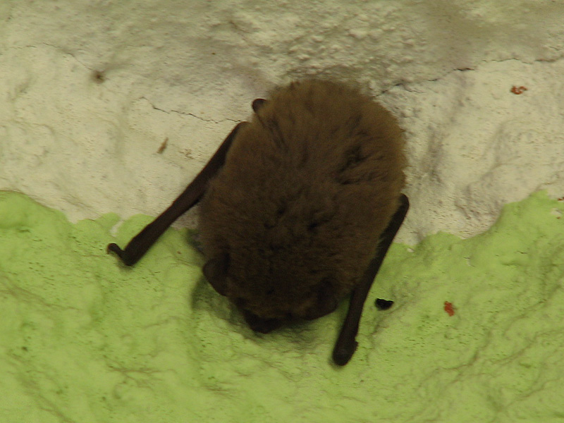 microchiroptera_01.jpg