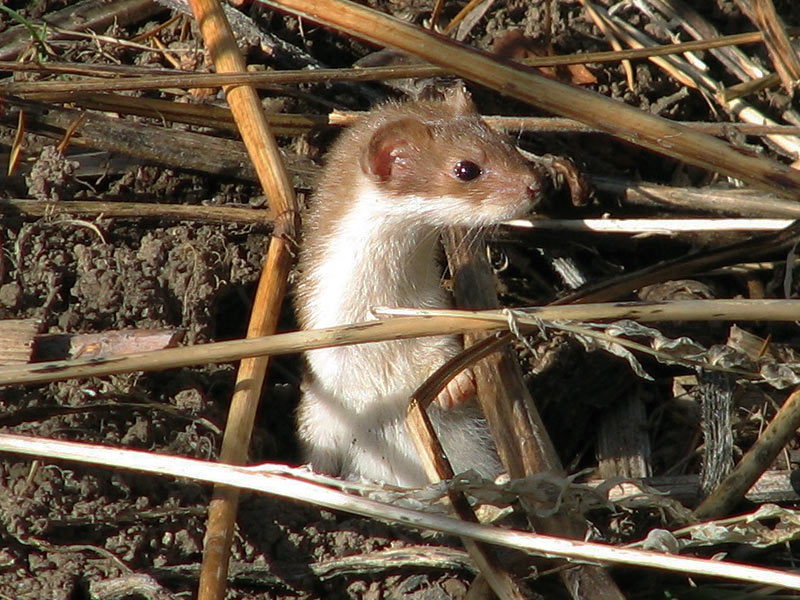 mustela-erminea.jpg