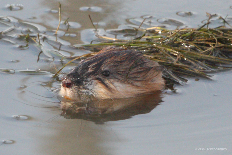 ondatra-zibethicus_01.jpg