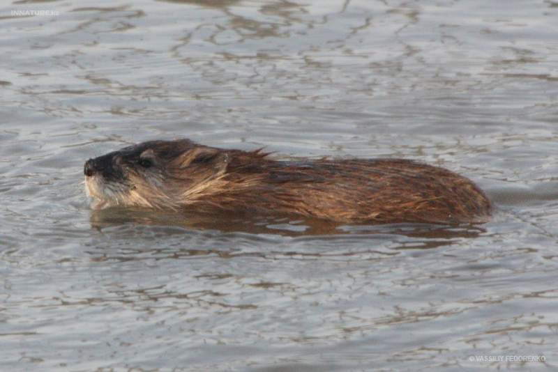 ondatra-zibethicus_02_1.jpg