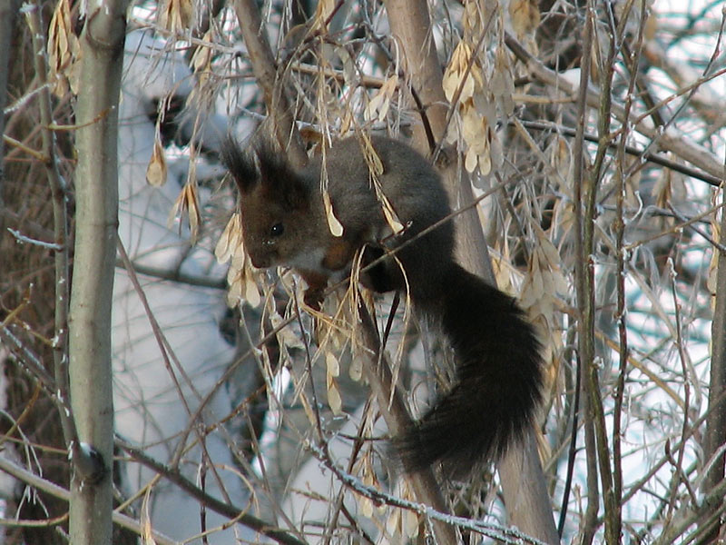 sciurus-vulgaris-altaicus.jpg