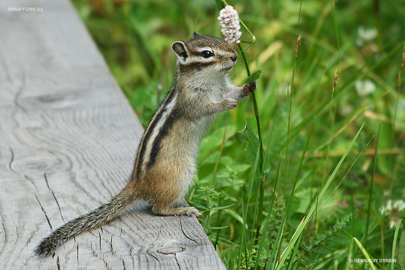 tamias-sibiricus_03.jpg