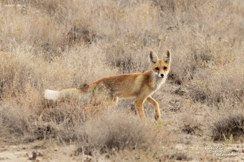 vulpes-vulpes-karagan_01.jpg