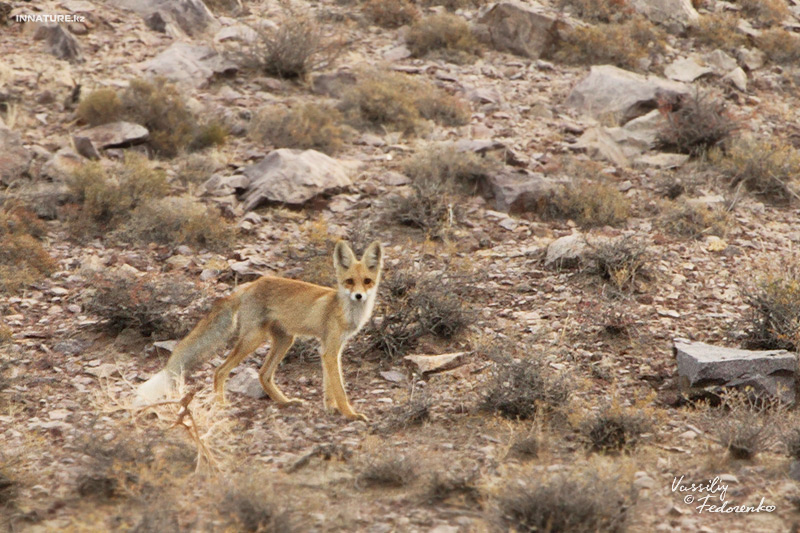 vulpes-vulpes-karagan_02.jpg