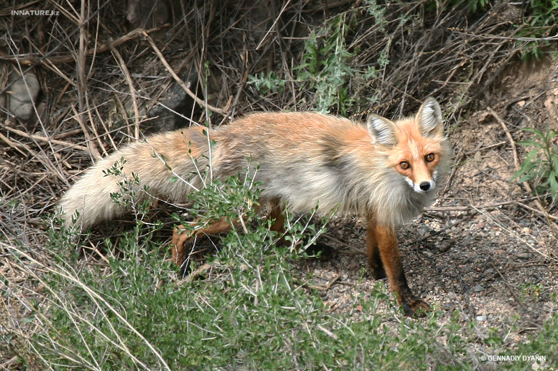 vulpes-vulpes_01_1.jpg