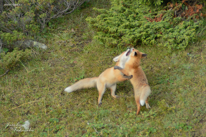 vulpes-vulpes_02_1.jpg