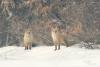 vulpes-vulpes_02_t1.jpg