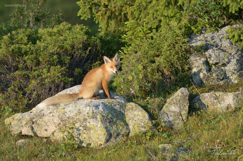vulpes-vulpes_03_1.jpg