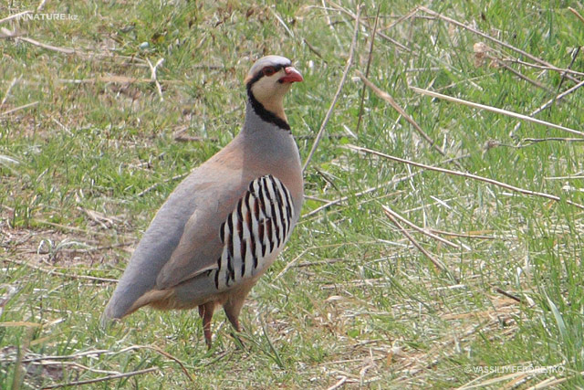 alectoris-chukar_01.jpg