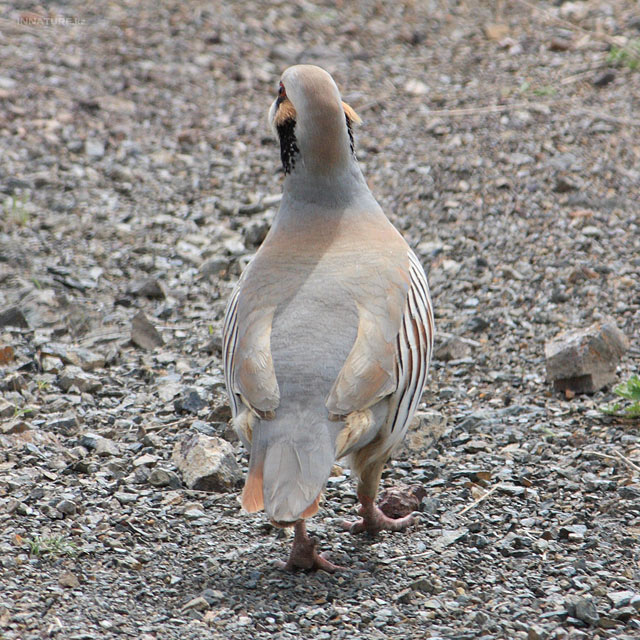 alectoris-chukar_02.jpg